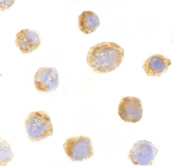 IL-27 Antibody