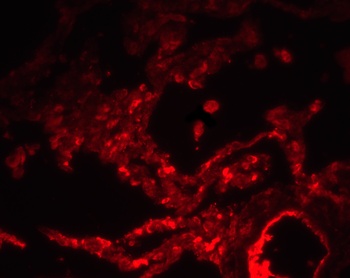 SPNS1 Antibody