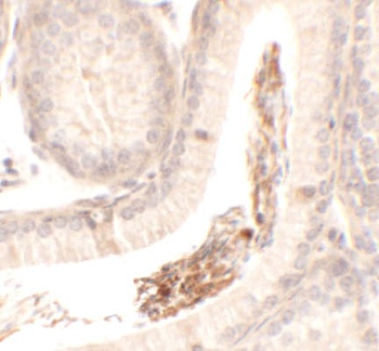 SPATA1 Antibody