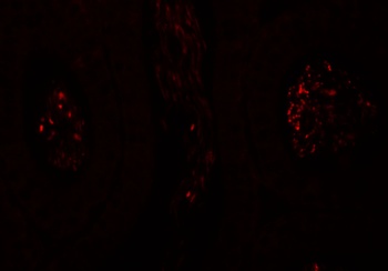 SPATA1 Antibody