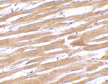 GPVI Antibody