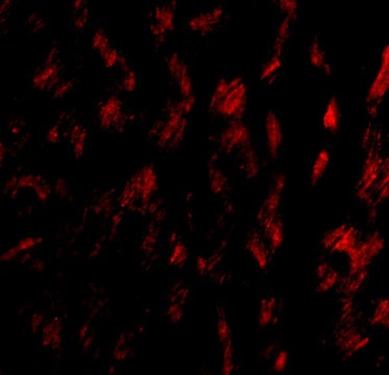 GPVI Antibody