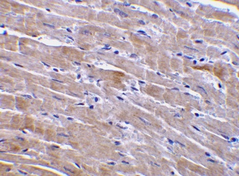 GFR alpha 3 Antibody