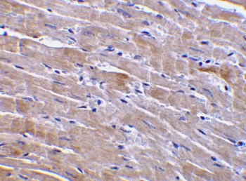 Gfra3 Antibody