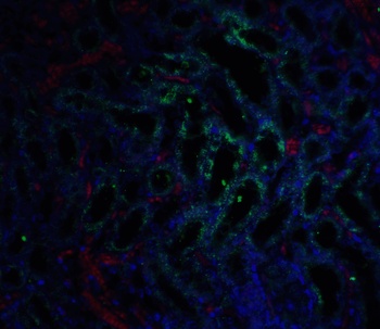 Gfra3 Antibody