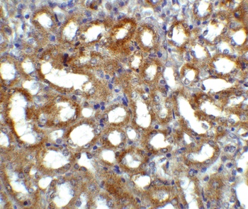 Gfra3 Antibody