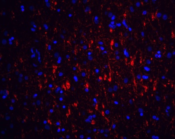 GFR alpha 1 Antibody