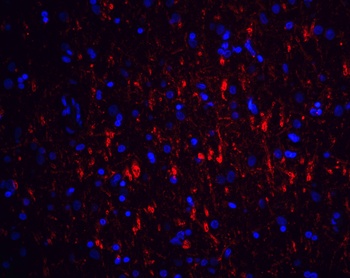 GFRA1 Antibody