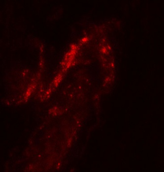 FOXA2 Antibody