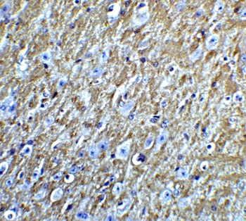 FOXA2 Antibody