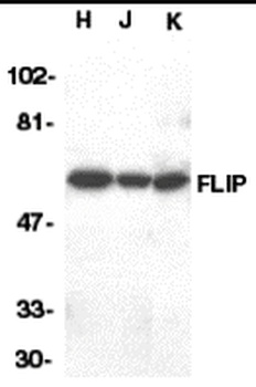 FLIP Antibody