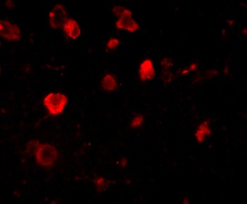 Slitrk4 Antibody