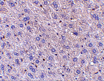 F1A alpha Antibody