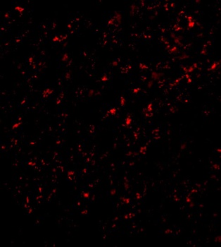 F1A alpha Antibody
