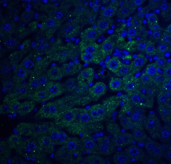 F1A alpha Antibody