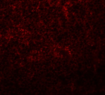 Slc37A2 Antibody