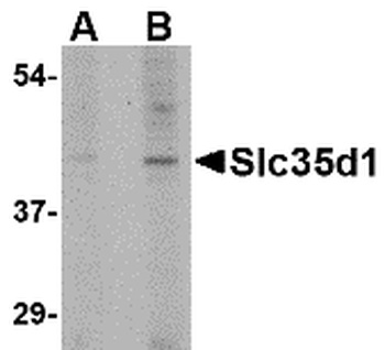 SLC35D1 Antibody