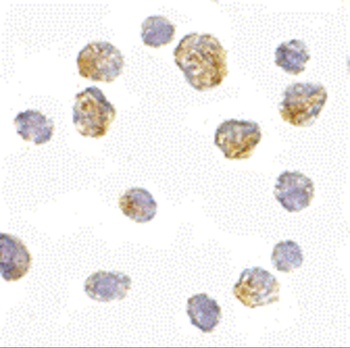 Slc35D1 Antibody