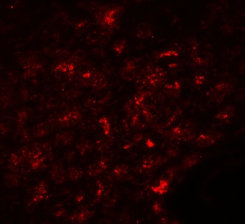 SLC30A8 Antibody