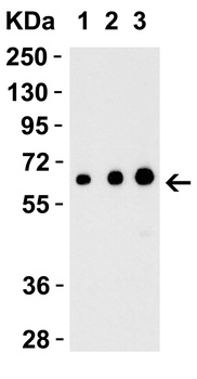 EBI3 Antibody