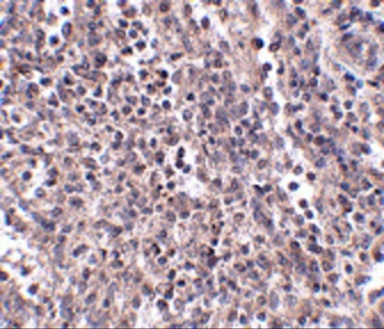 EBI3 Antibody