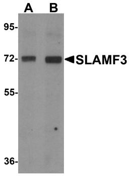 LY9 Antibody
