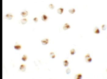 LY9 Antibody