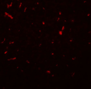 SIRT1 Antibody