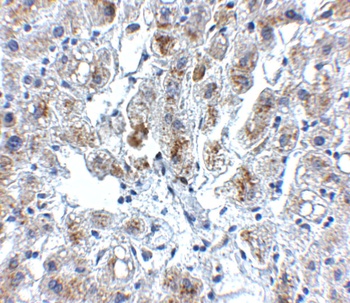 Siglec11 Antibody