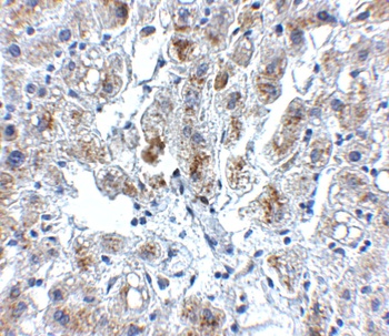 SIGLEC11 Antibody