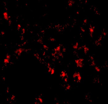 Siglec11 Antibody