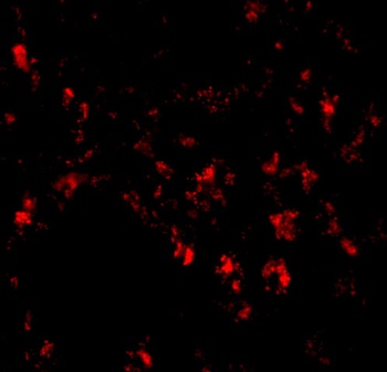 SIGLEC11 Antibody