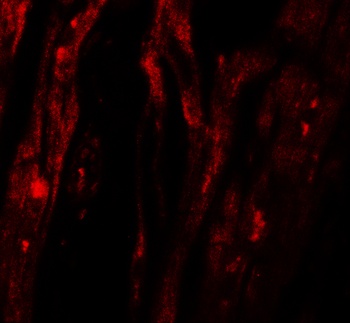 SHQ1 Antibody