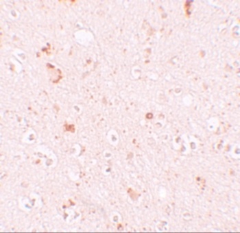 SH3RF2 Antibody