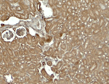 SESN2 Antibody