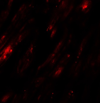 SELK Antibody