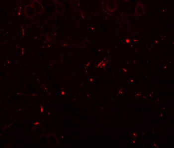 SEC62 Antibody