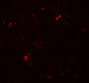 SDPR Antibody
