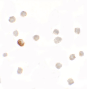 SDHAF1 Antibody