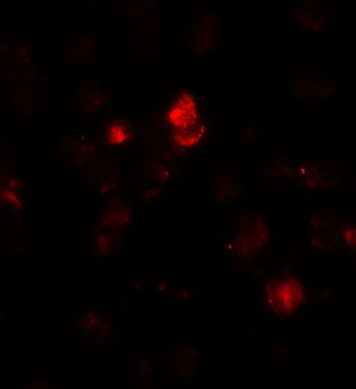 SDHAF1 Antibody