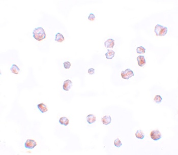 SCRN2 Antibody