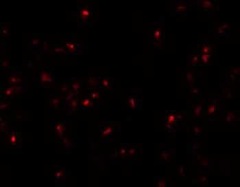 SCRN2 Antibody