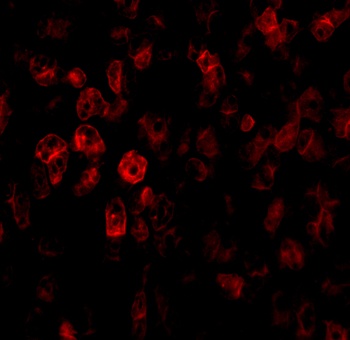 SCO2 Antibody