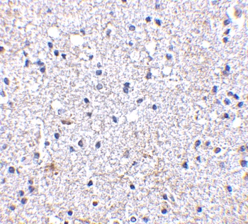 SCO1 Antibody