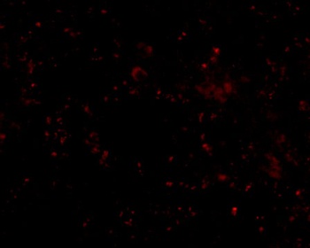 SCARB1 Antibody