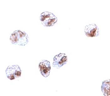 SCARA5 Antibody