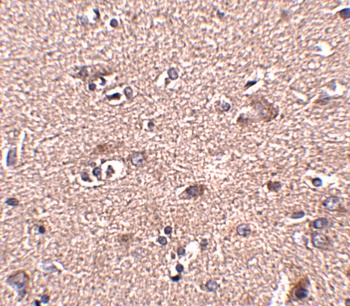 SCAMP4 Antibody