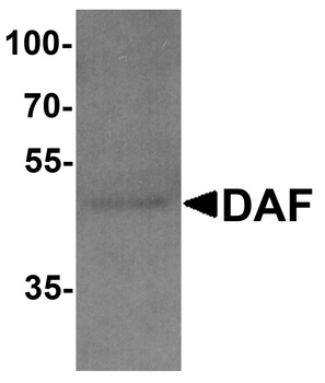 CD55 Antibody