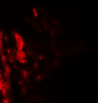 DAF Antibody