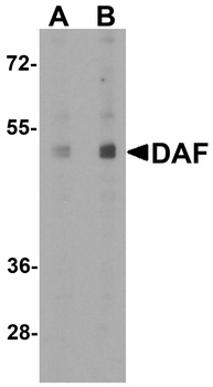 CD55 Antibody